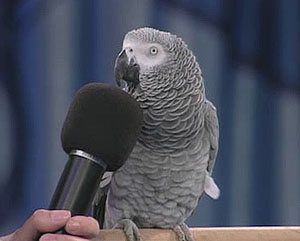 MAIS QUI EST LE PETIT LAMBERT? 
